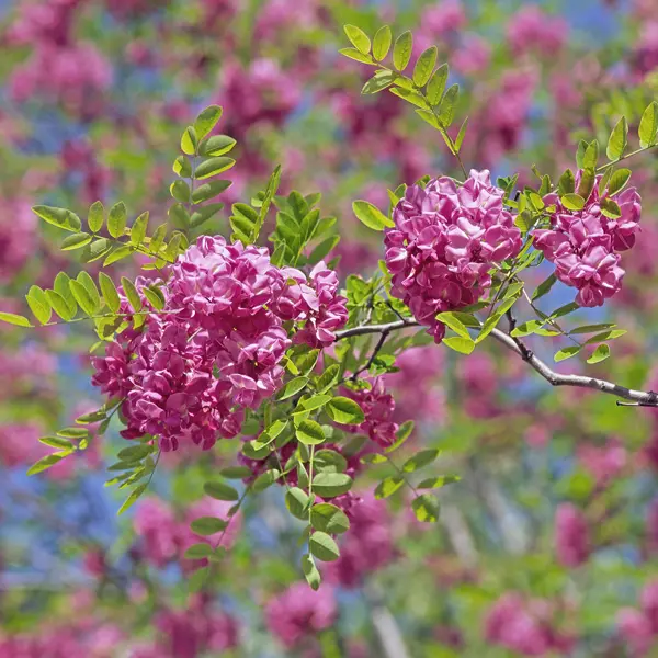 Robinia Casque Rouge