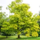 Robinia Frisia Robinia Frisia