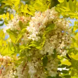 Robinia Frisia Trerobfri - Garden Express Australia