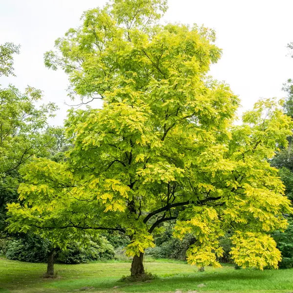 Robinia Frisia