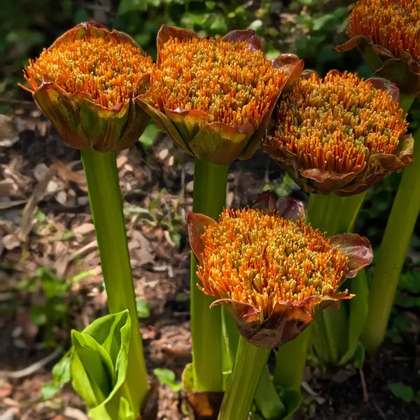 Scadoxus Dwarf Paintbrush Lily