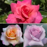 Thornless Rose Collection 3 3 Roses Colrosth3 - Garden Express Australia