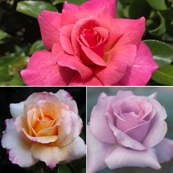 Thornless Rose Collection 3 – 3 Roses