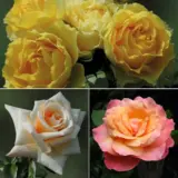 Thornless Rose Collection 4 3 Roses Colrosth4 - Garden Express Australia