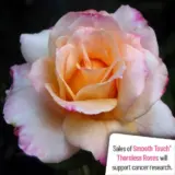 Thornless Rose Smooth Angel Thornless Rose Smooth Angel