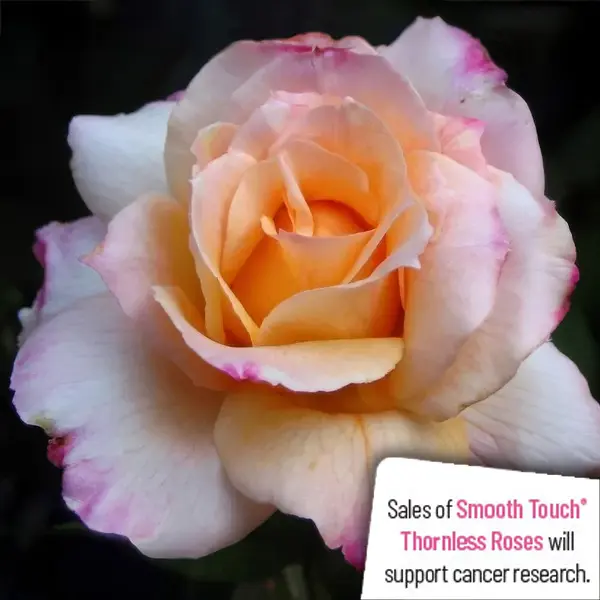 Thornless Rose Smooth Angel