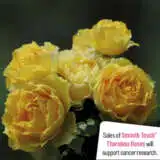 Thornless Rose Smooth Buttercup Rostbut - Garden Express Australia