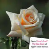 Thornless Rose Smooth Delight 25 Rostdel - Garden Express Australia