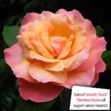Thornless Rose Smooth Splendour Rostspl - Garden Express Australia