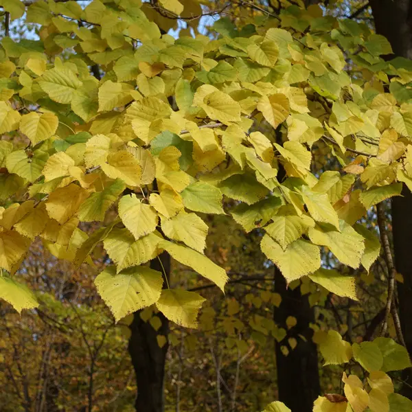 Tilia Linden Tree