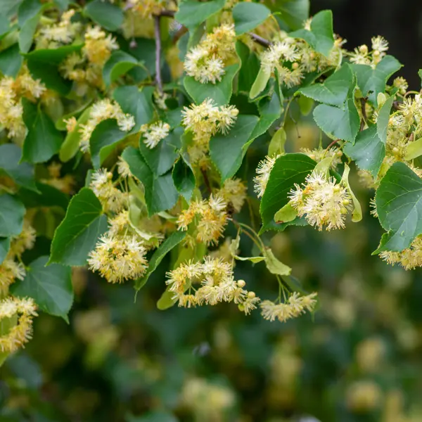 Tilia Linden Tree