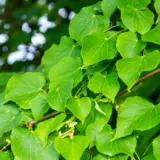 Tilia Linden Tree Tsetillin - Garden Express Australia