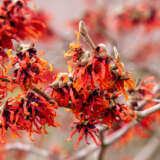 Witch Hazel Diane Trewhadia - Garden Express Australia