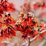 Witch Hazel Diane Trewhadia - Garden Express Australia