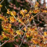 Witch Hazel Jelena Trewhajel - Garden Express Australia