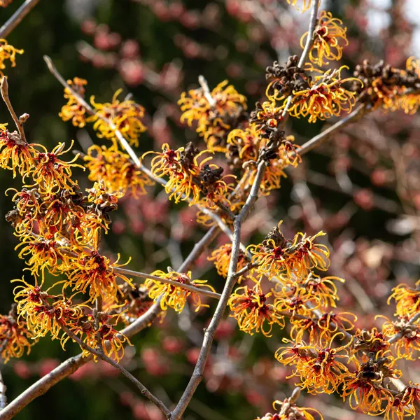 Witch Hazel Jelena