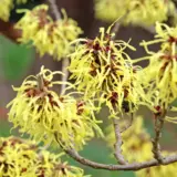 Witch Hazel Sunburst Trewhasun - Garden Express Australia