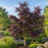 Agonis After Dark 2026 Lpoagoada - Garden Express Australia