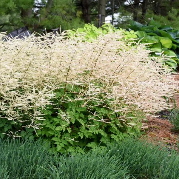 Aruncus Chantilly Lace