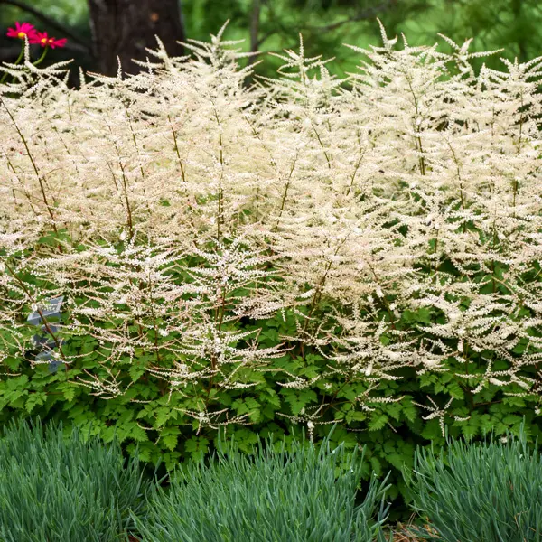 Aruncus Chantilly Lace