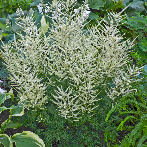 Aruncus Fairy Hair