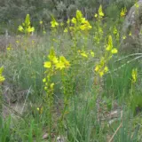 Bulbine Lily Bulbine Lily