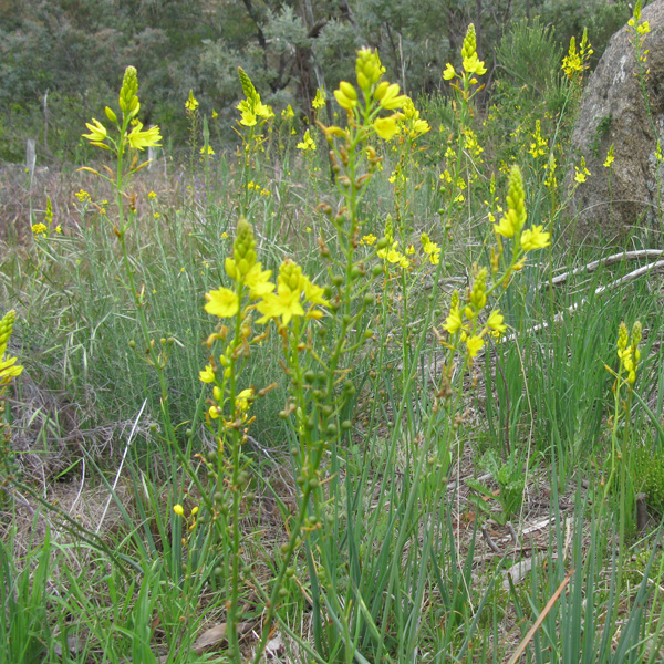 Bulbine Lily