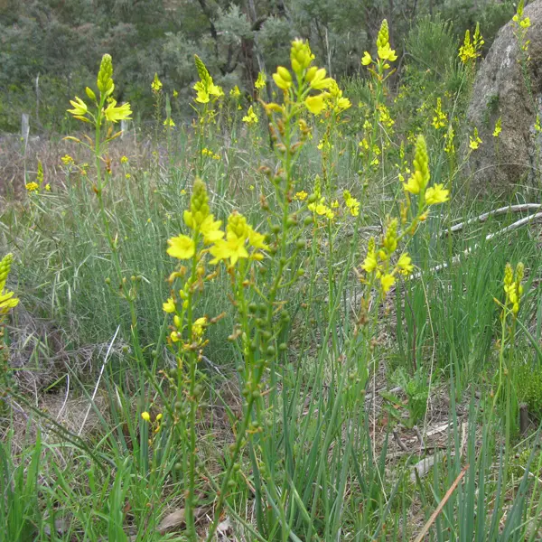 Bulbine Lily