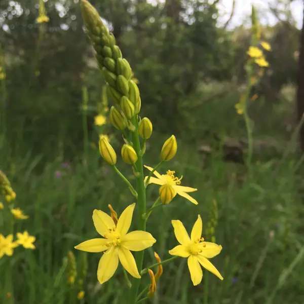 Bulbine Lily