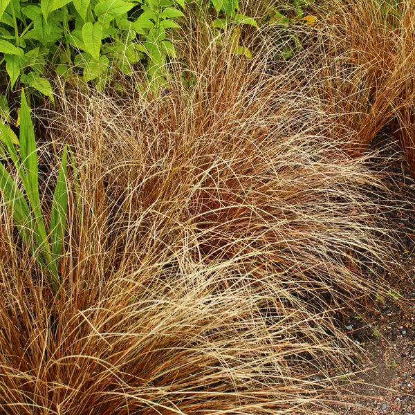 Carex Buchananii- Leatherleaf Sedge