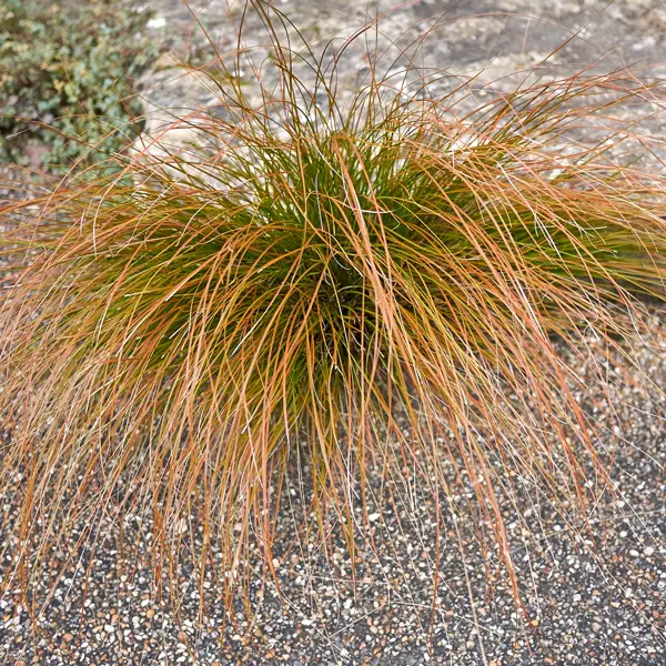 Carex Buchananii- Leatherleaf Sedge