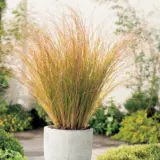 Carex Testacea- Orange Sedge 68mm Carex Testacea- Orange Sedge 68mm