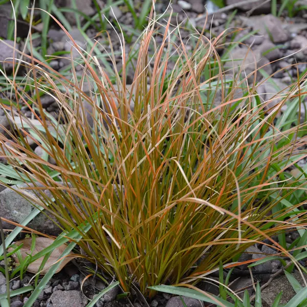 Carex Testacea- Orange Sedge 68mm