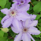 Clematis Alice Fisk 2025 P10cleafi - Garden Express Australia