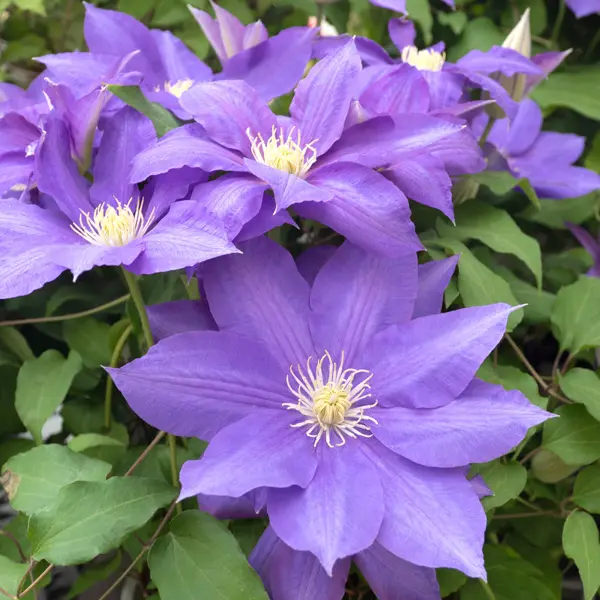 Clematis Belle Nantaise