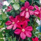 Clematis Cardinal Wyszynski Clematis Cardinal Wyszynski