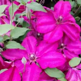 Clematis Cardinal Wyszynski P10clecwy - Garden Express Australia