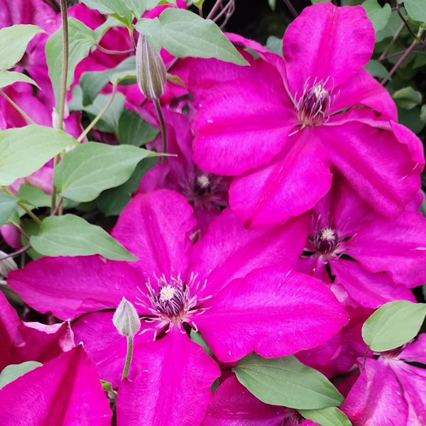 Clematis Cardinal Wyszynski
