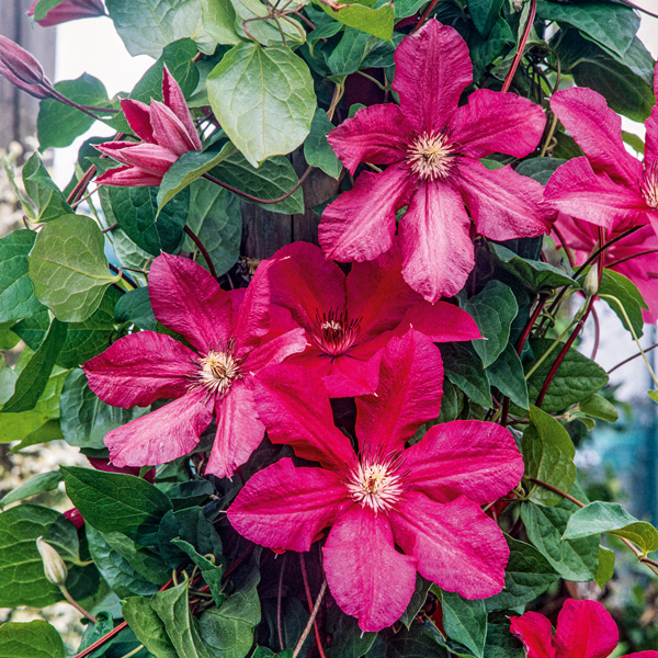 Clematis Cardinal Wyszynski