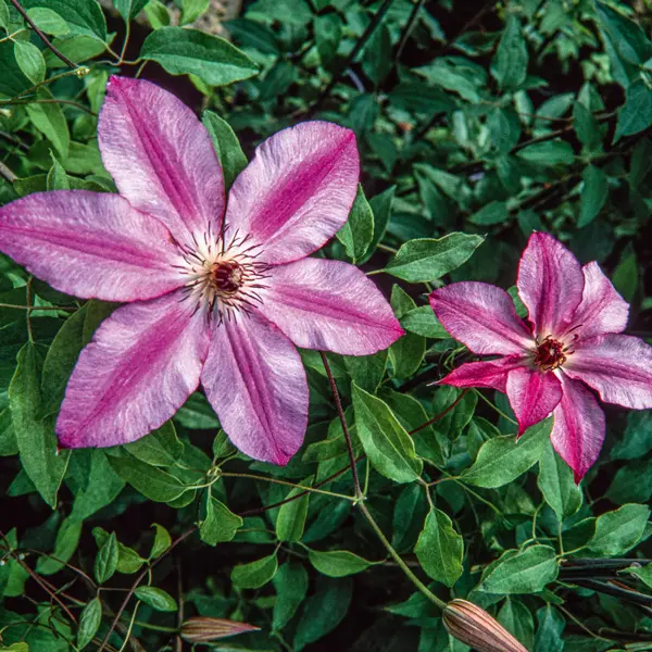 Clematis Charissima