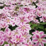 Clematis Cotton Candy P10clecca - Garden Express Australia