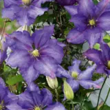 Clematis Daniel Deronda P10cledde - Garden Express Australia