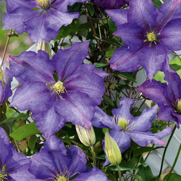 Clematis Daniel Deronda