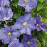 Clematis H F Young P10clehfy - Garden Express Australia