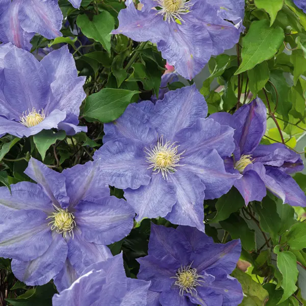 Clematis H F Young Clematis H F Young