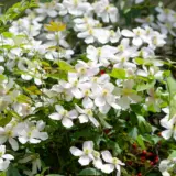 Clematis Montana Alba Lpoclemal - Garden Express Australia