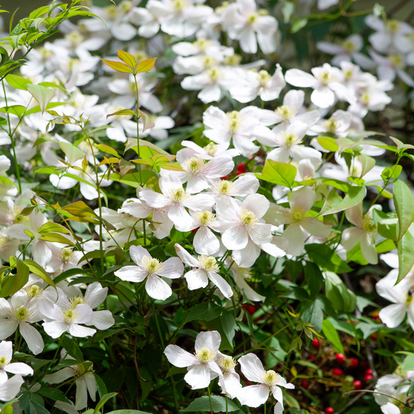 Clematis Montana Alba