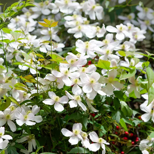 Clematis Montana Alba