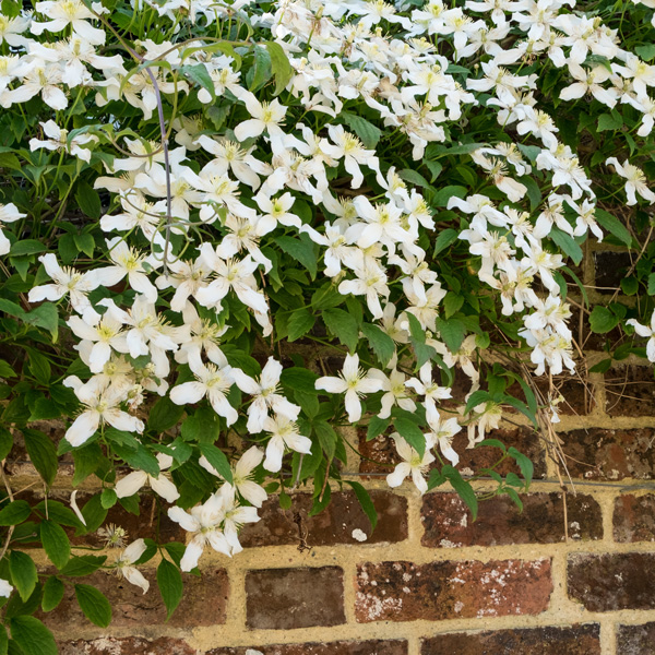 Clematis Montana Alba