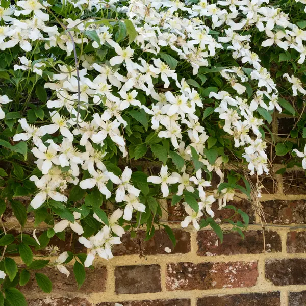 Clematis Montana Alba